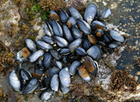 blue-mussels, important food for Oystercatchers Dominican and Dolphin gulls